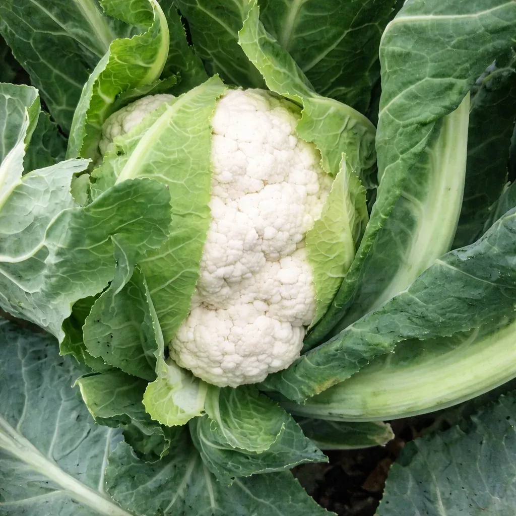 Semințe Conopidă Rijk Zwaan Casper F1