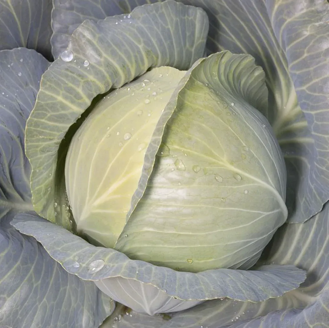 Kitano KS 60 F1 – Semințe Profesionale de Varză Albă (2500 semințe)