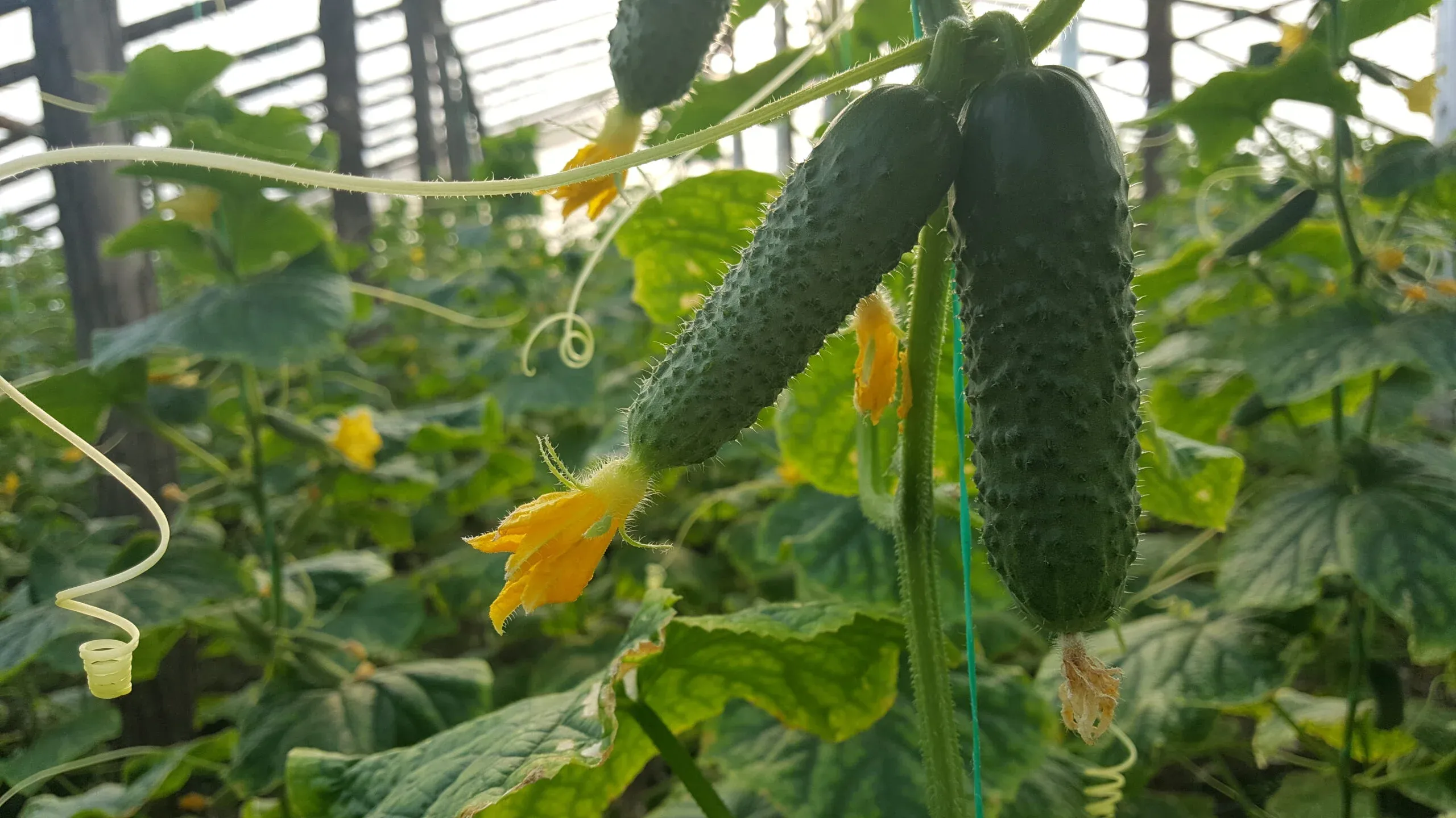 Semințe Castraveți ZKI Cassius F1