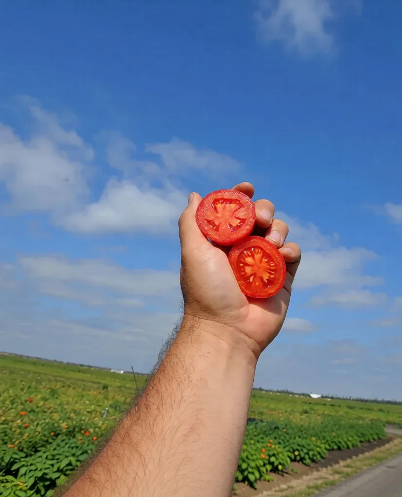 Semințe Tomate Libra Seeds Megrez F1