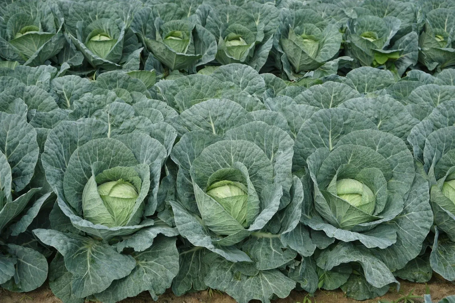 Semințe Varză Albă Rijk Zwaan Ancoma F1