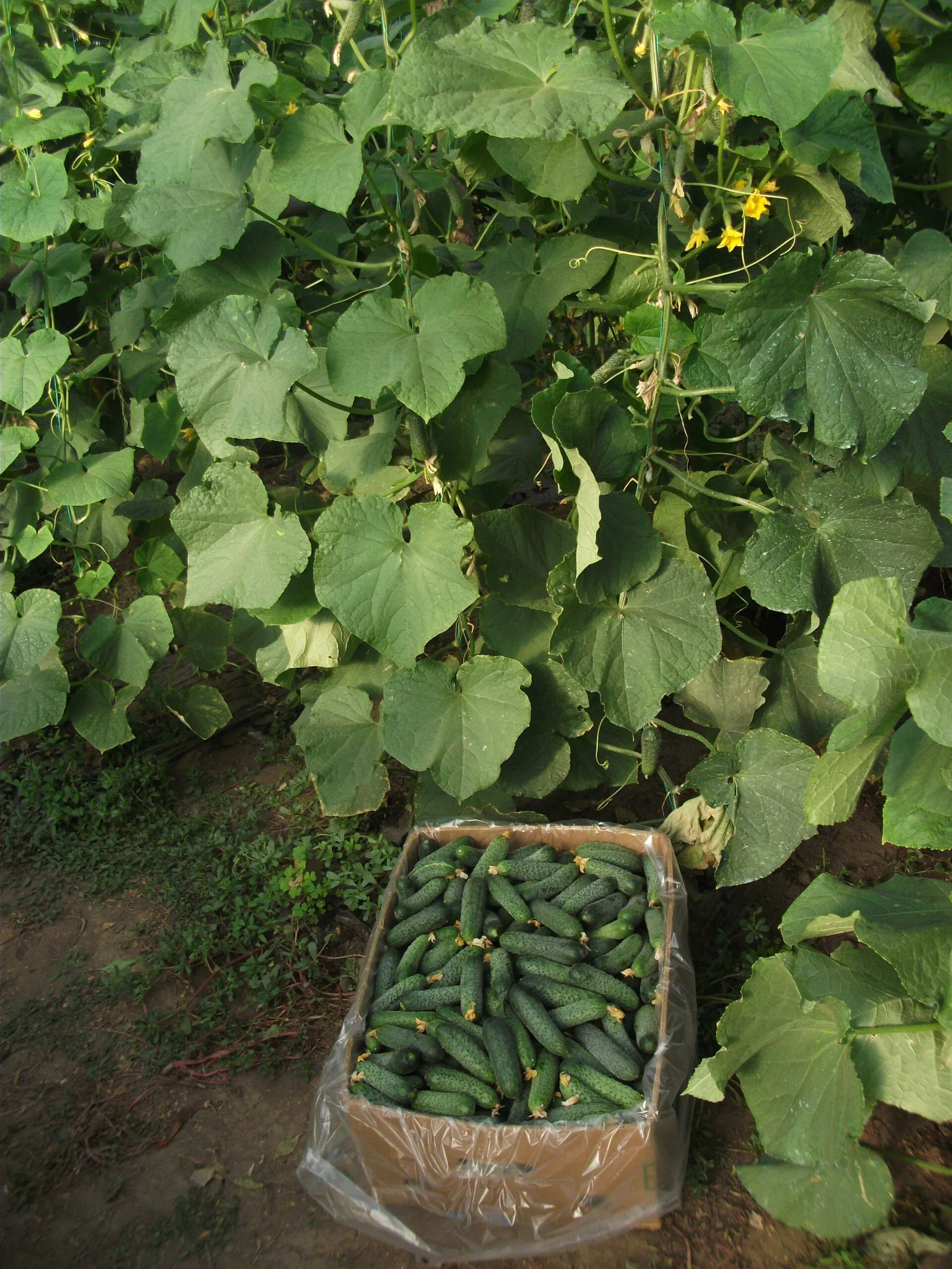 Semințe Castraveți ZKI Cassius F1