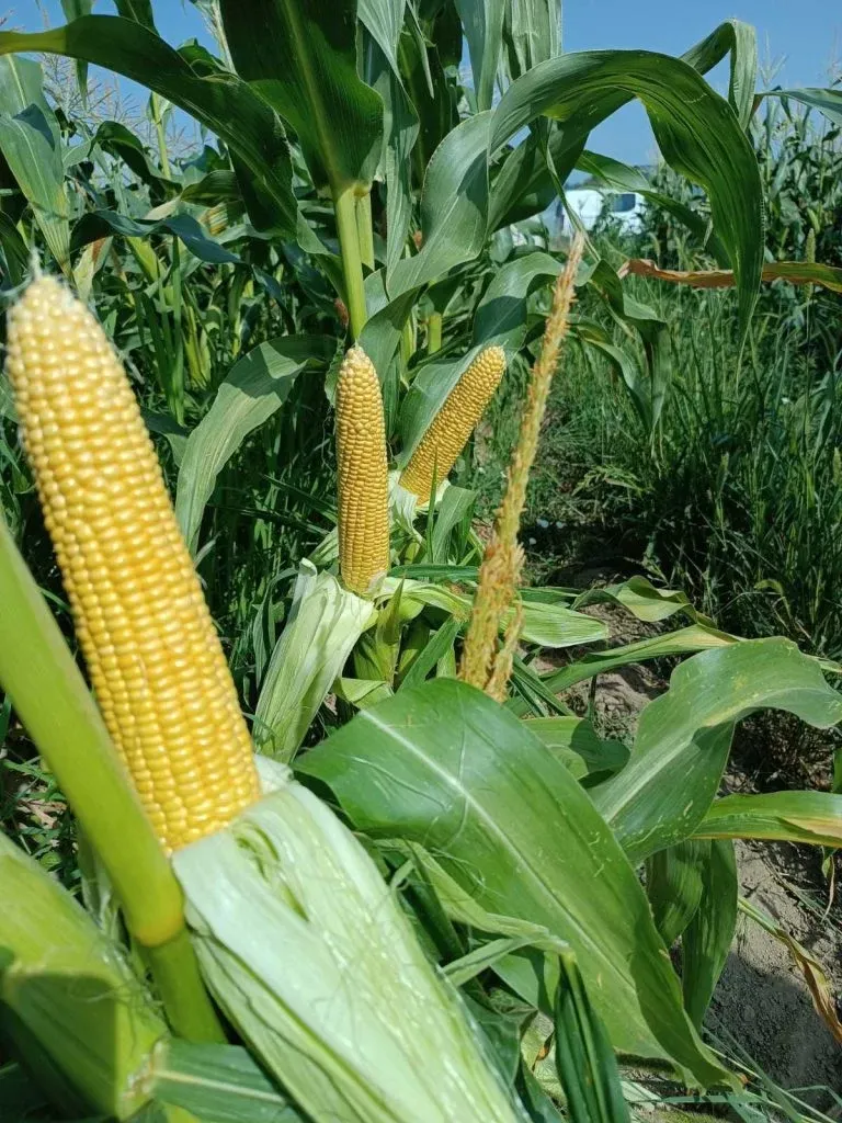 Semințe Porumb Dulce ZKI Zeaton F1