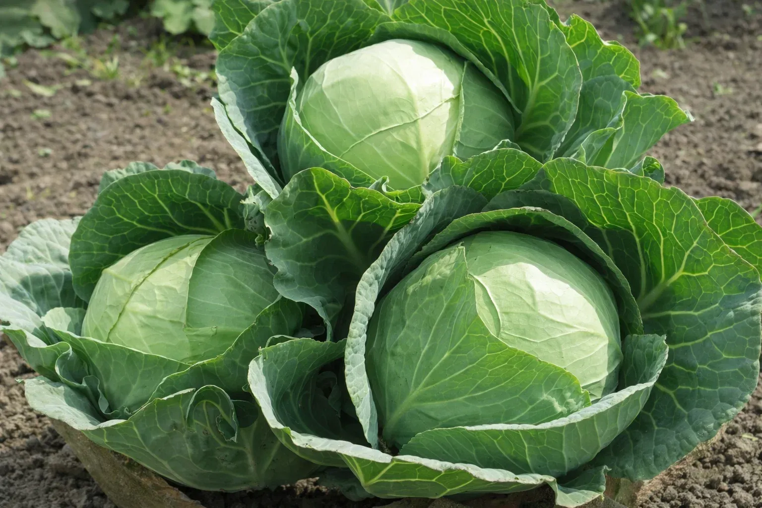 Semințe Varză Albă Rijk Zwaan Ancoma F1