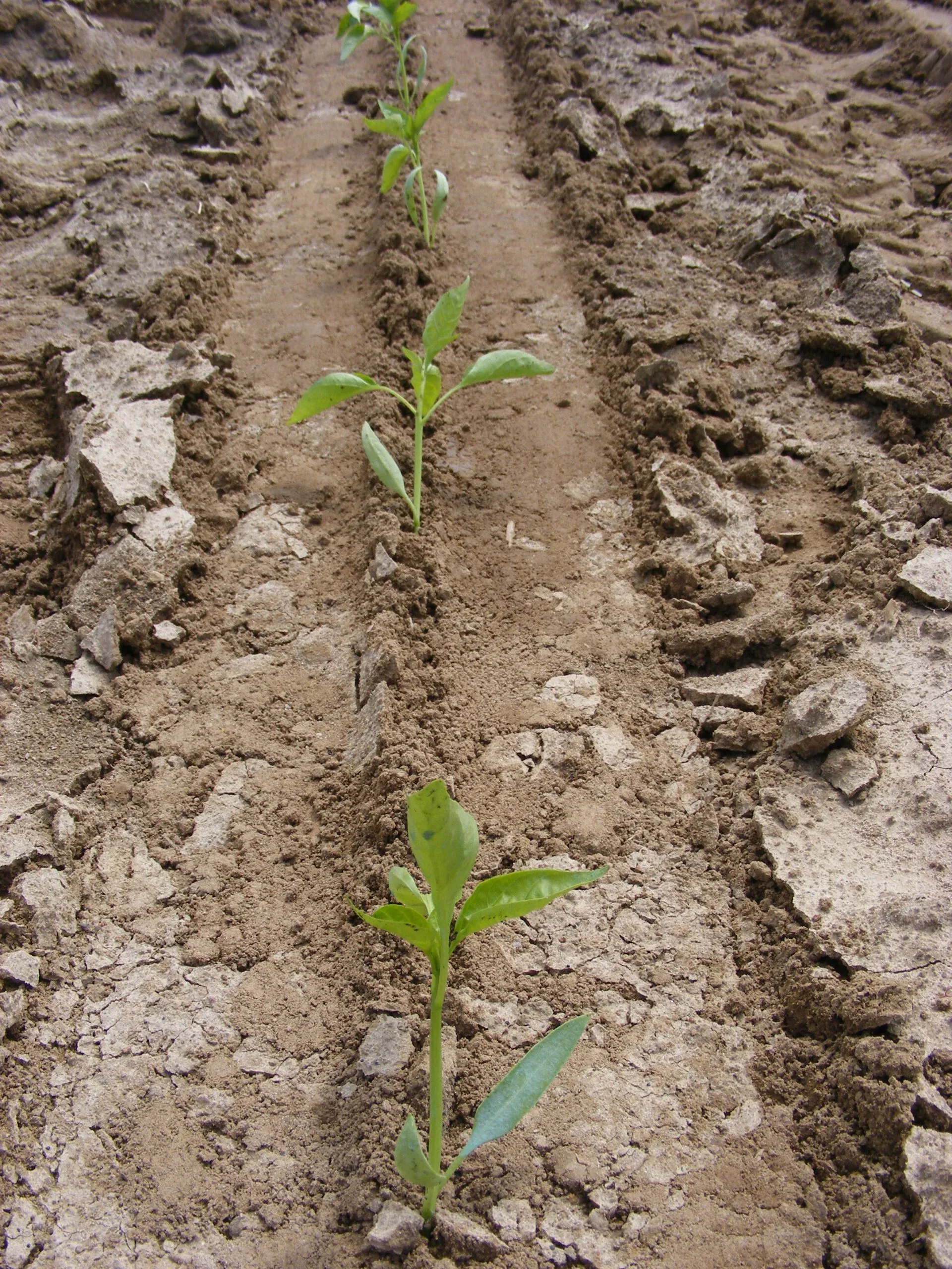 Semințe Ardei ZKI Bihar F1