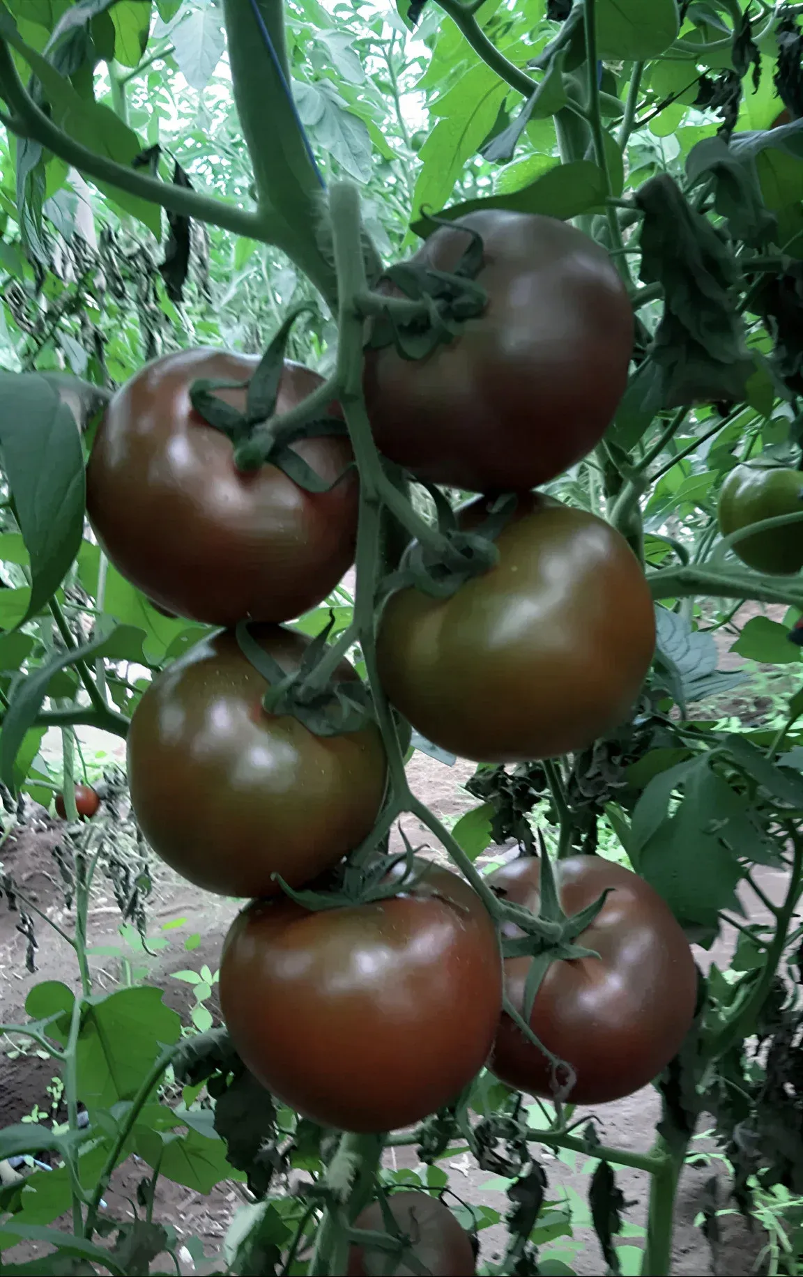 Semințe Tomate Libra Seeds Silivri F1