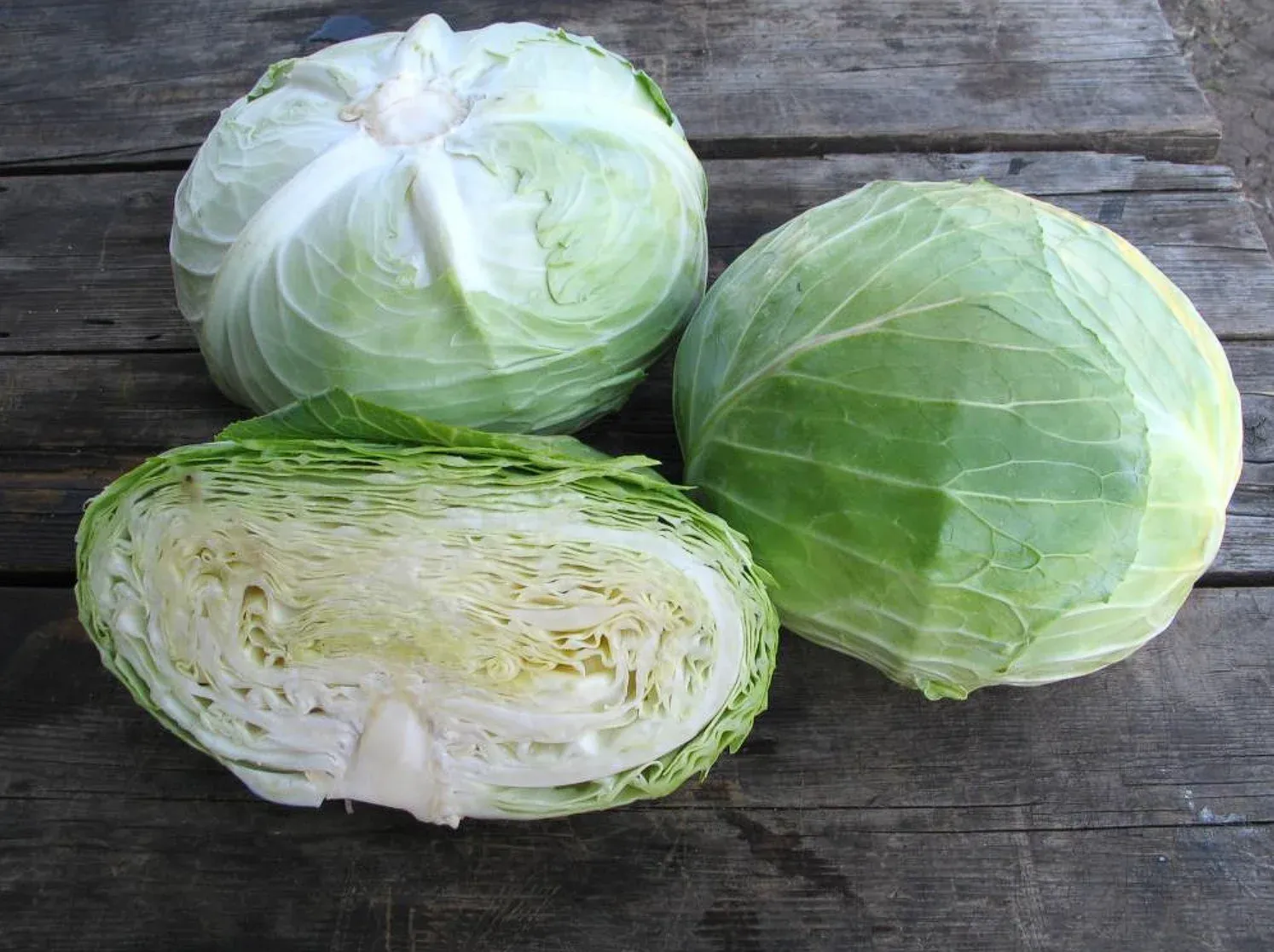 Kitano Naomi F1 – Semințe Profesionale de Varză Albă (2500 semințe)