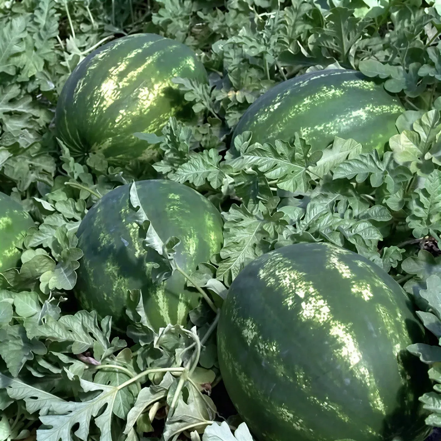 Semințe Pepene Verde Syngenta Karistan F1