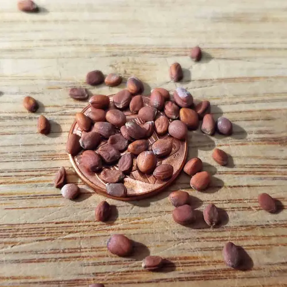 Semințe Ridiche Daikon Satimex Japanese Minowase