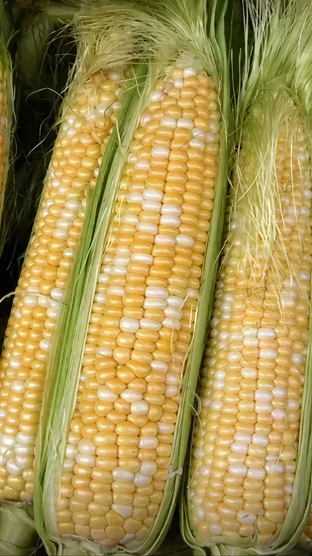 Semințe Porumb Dulce Libra Seeds Panteon F1