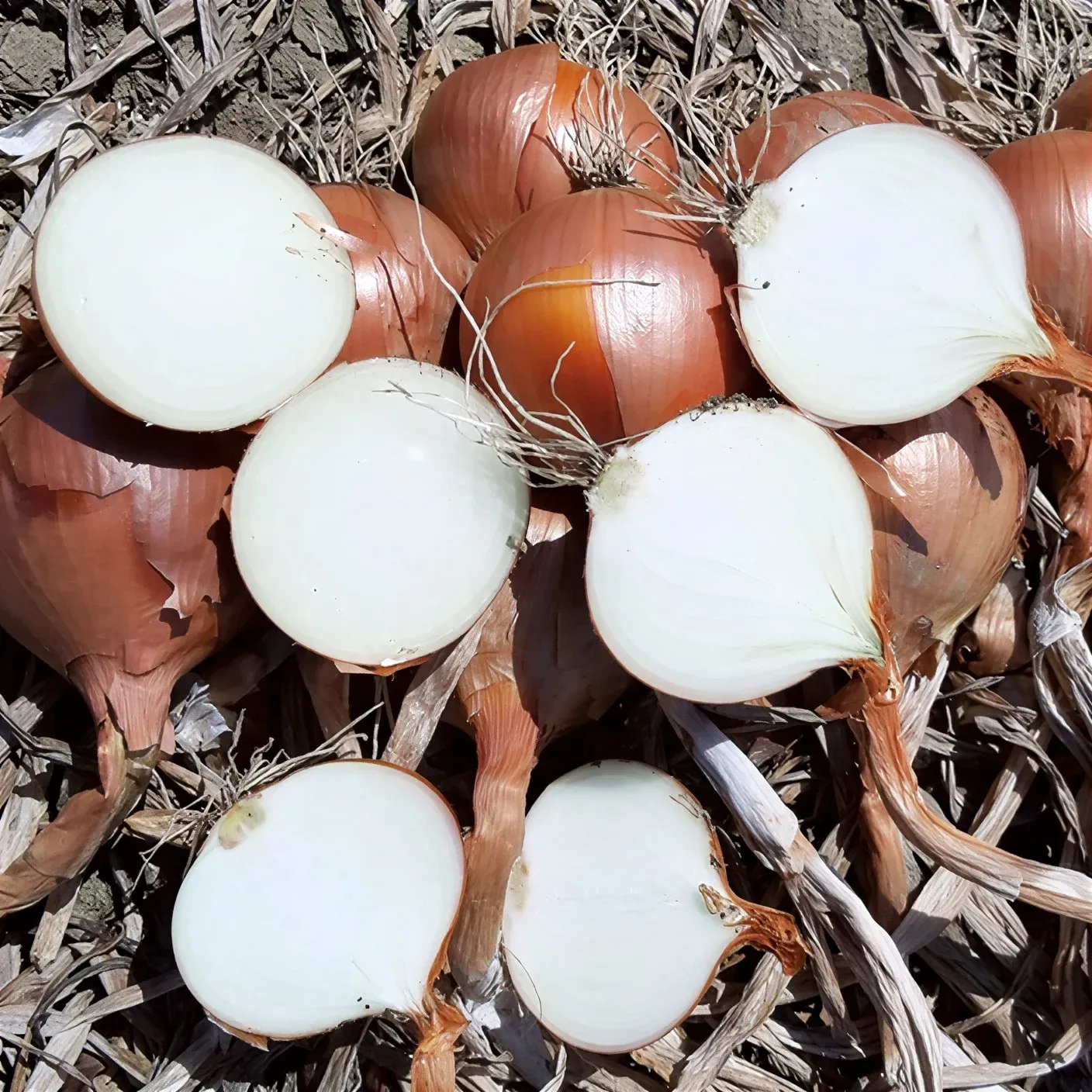 Semințe Ceapă Libra Seeds Otoman F1