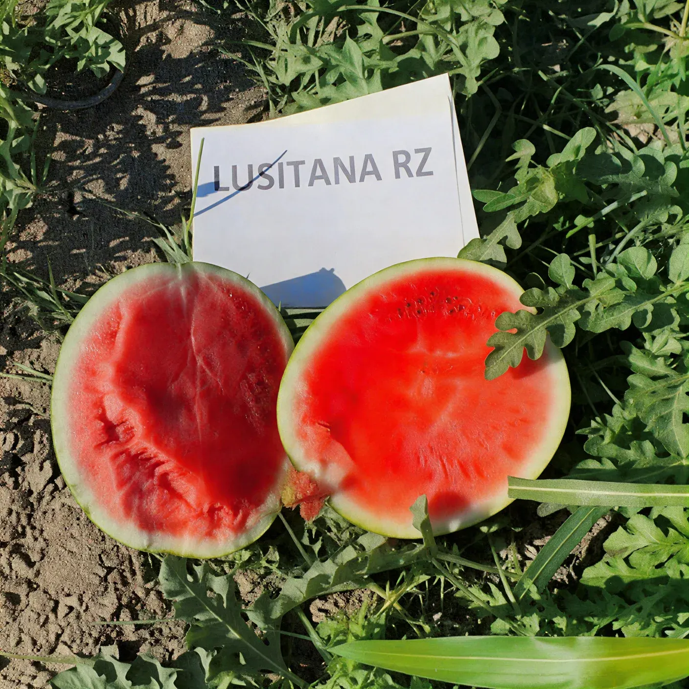 Semințe Pepene Verde Rijk Zwaan Lusitana F1