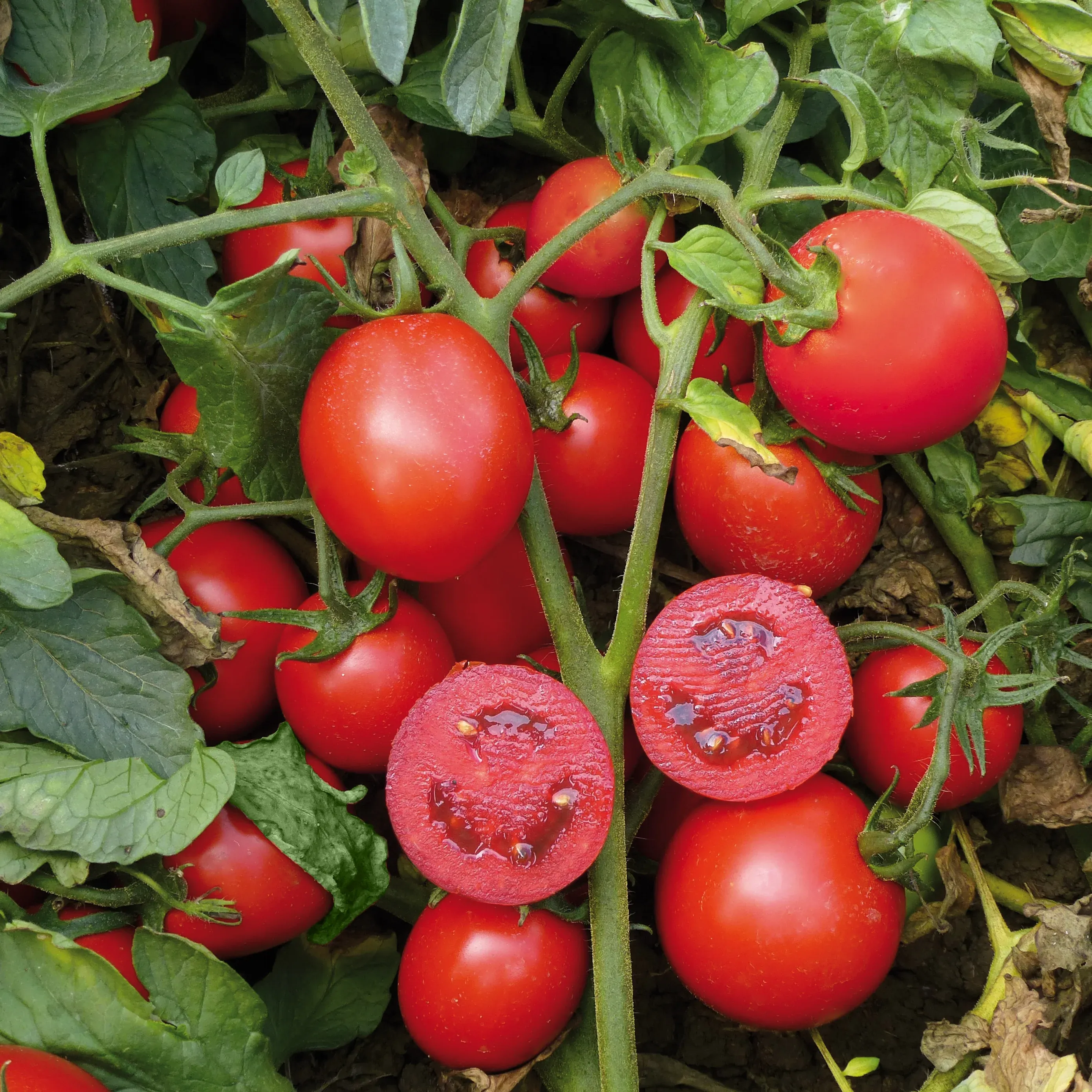 Semințe Tomate ZKI Uno