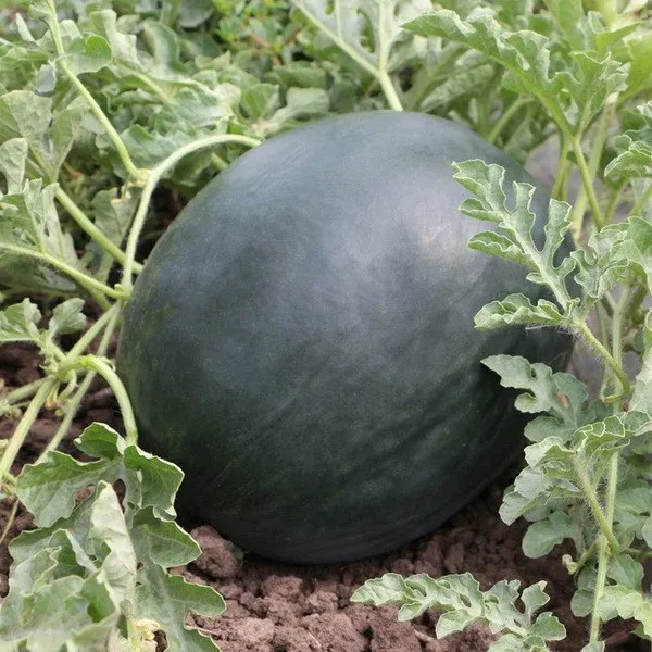 Pepene Verde KS 160 F1