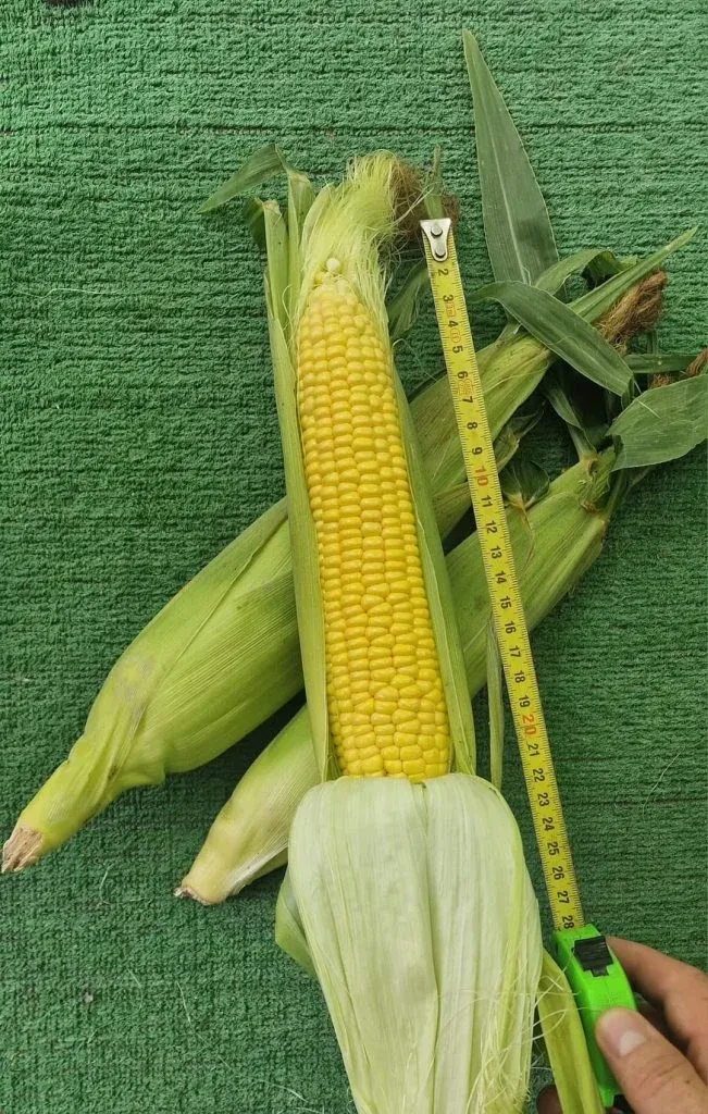 Semințe Porumb Dulce ZKI Zeaton F1