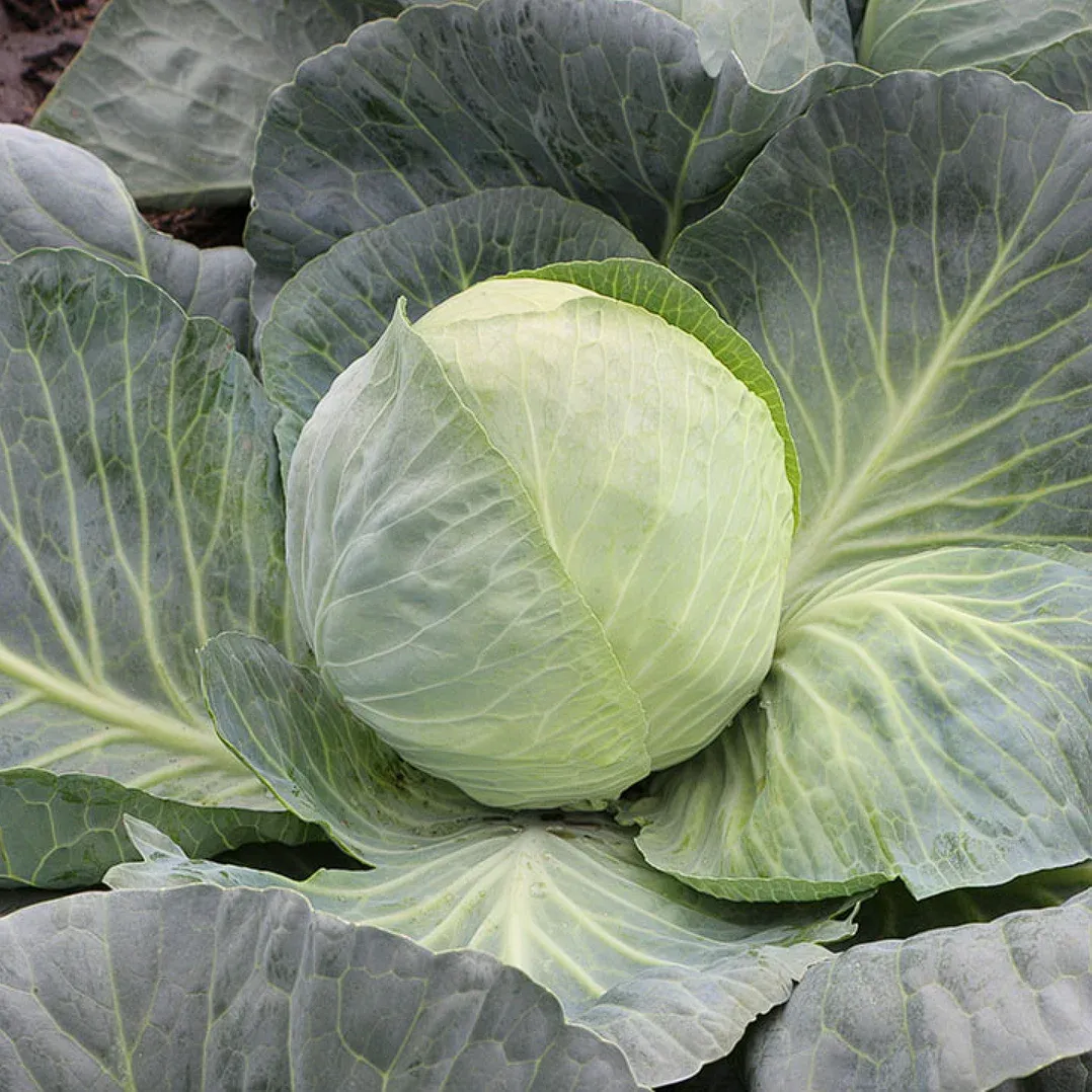 Kitano KS 60 F1 – Semințe Profesionale de Varză Albă (2500 semințe)