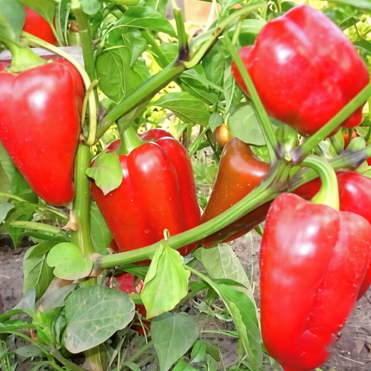 Semințe Ardei Libra Seeds Troian F1