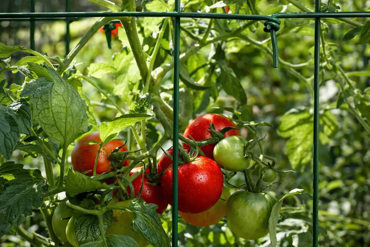 Semințe Tomate Rijk Zwaan Mahitos F1