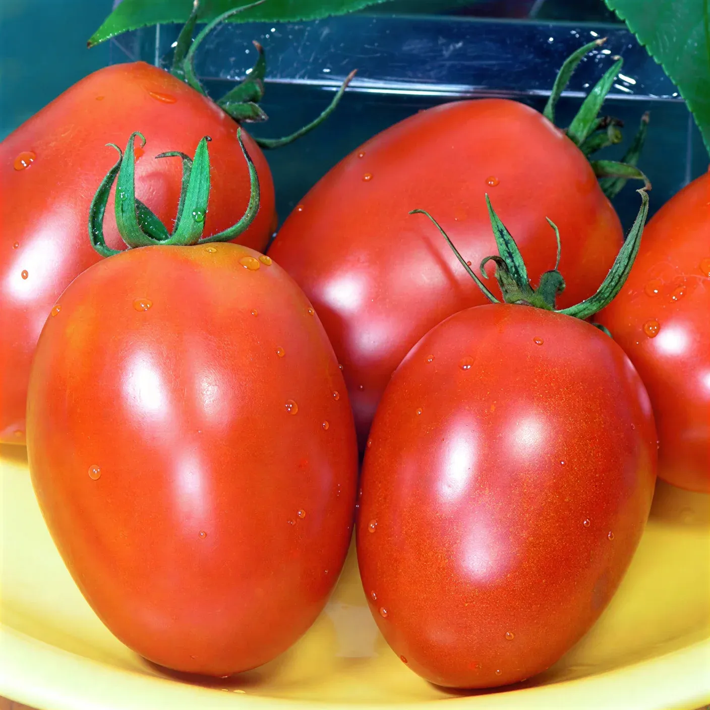 Semințe Tomate Satimex Marusja