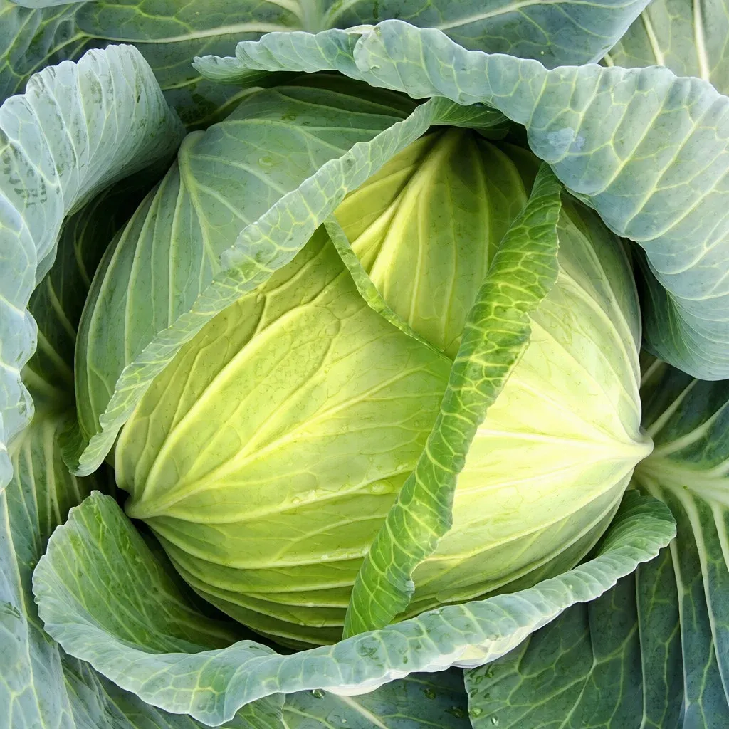 Semințe Varză Albă Satimex Slavanova