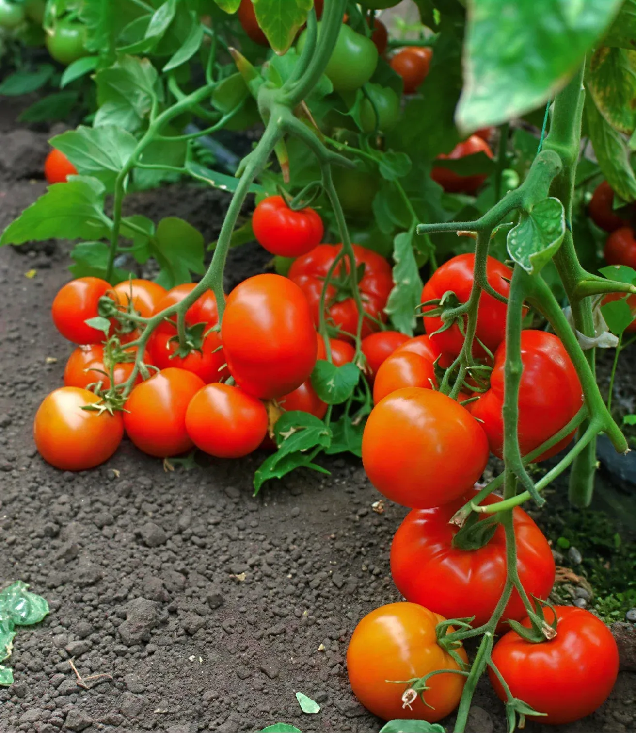 Semințe Tomate ZKI Mobil