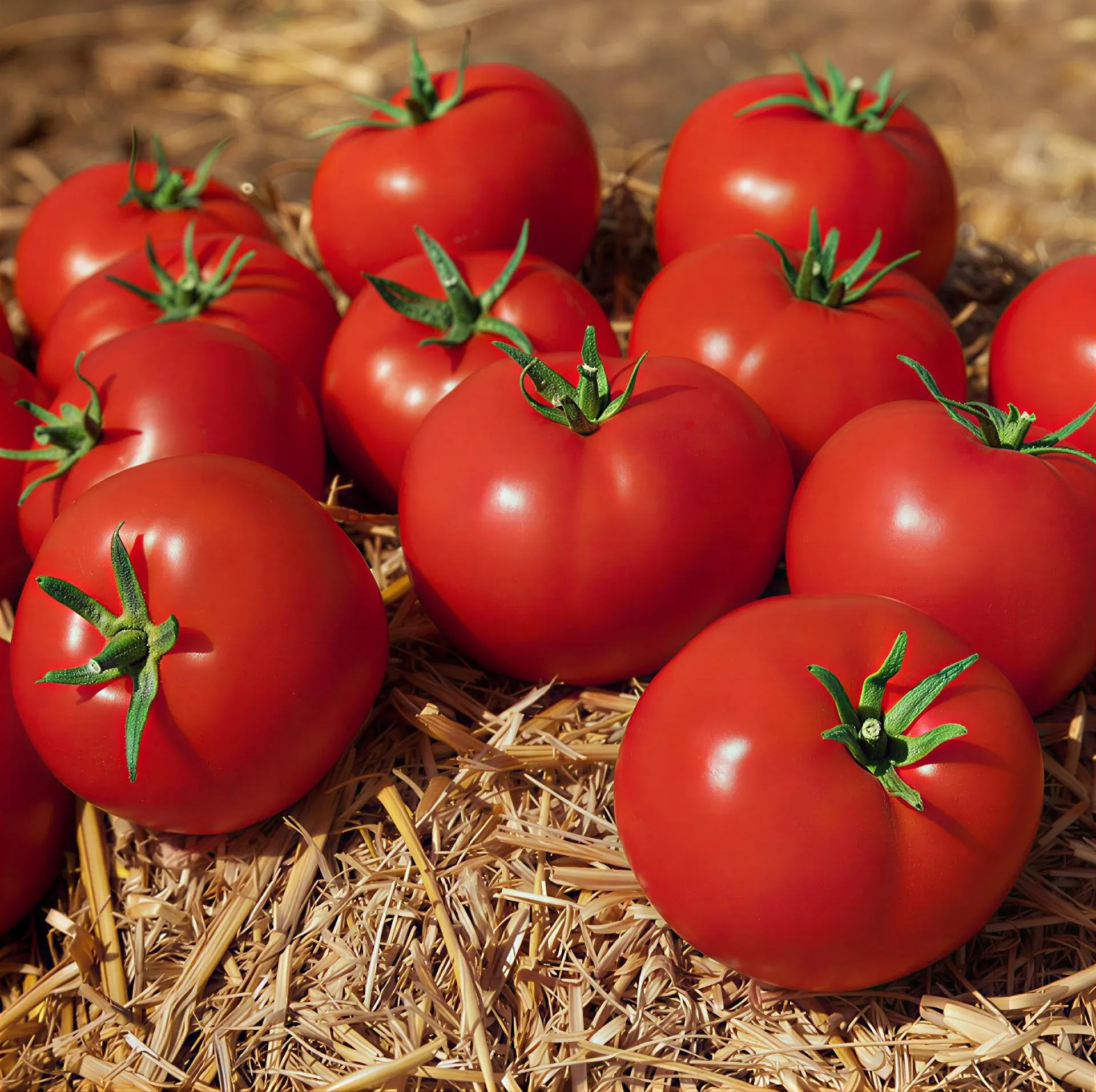 Kitano Kami F1 – Tomate Roșii Determinate – 1000 semințe