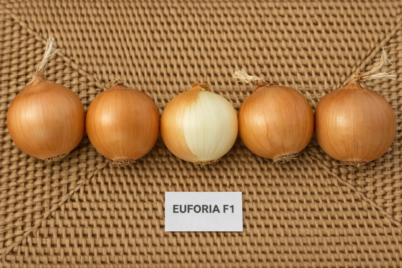 Semințe Ceapă Libra Seeds Euforia F1