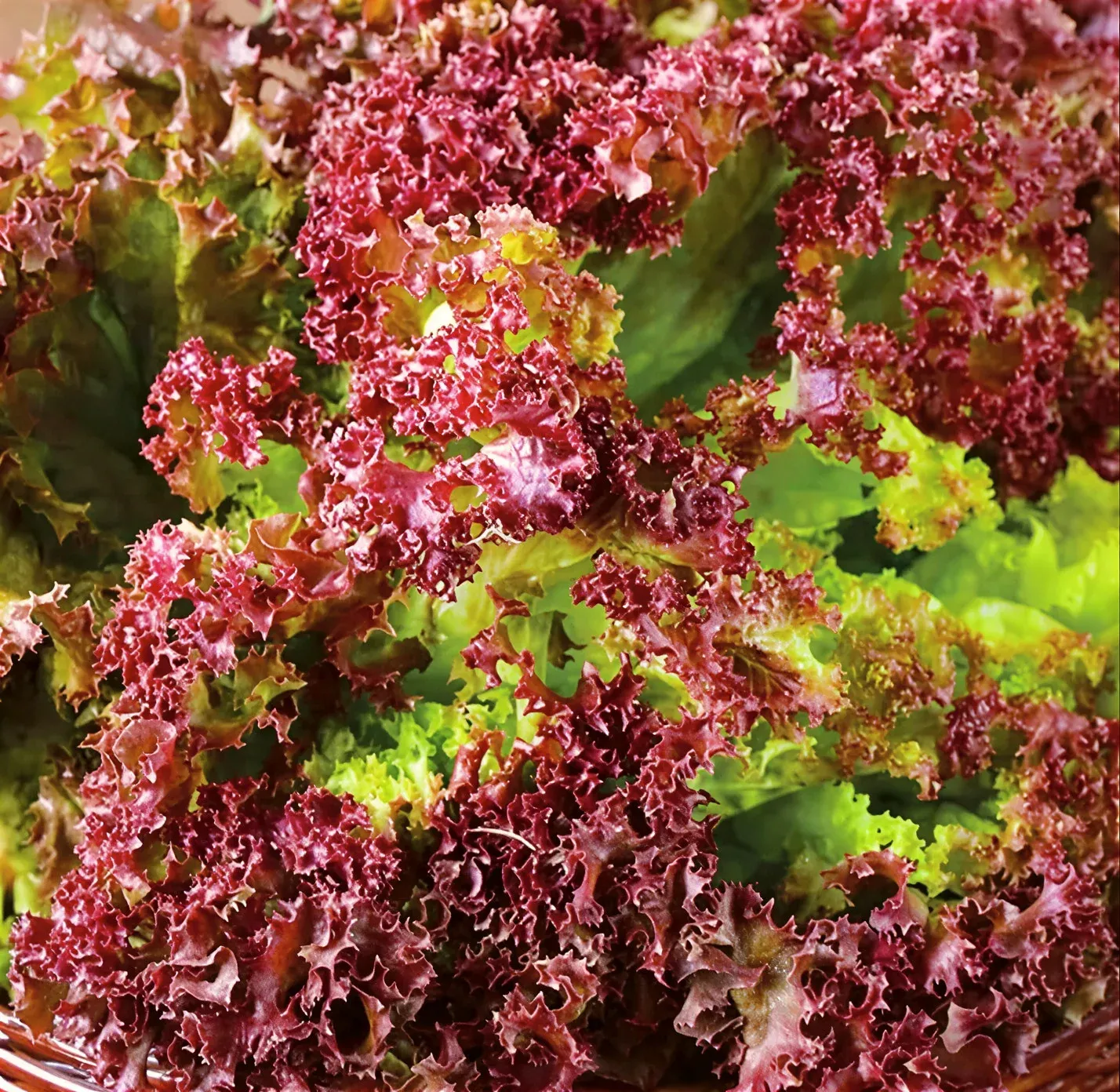 Semințe Salată Satimex Lolla Rossa (soi)