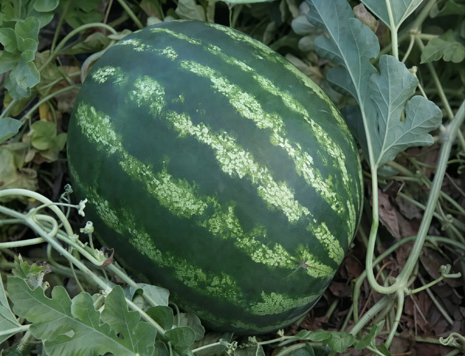 Semințe Pepene Verde Syngenta Arashan F1