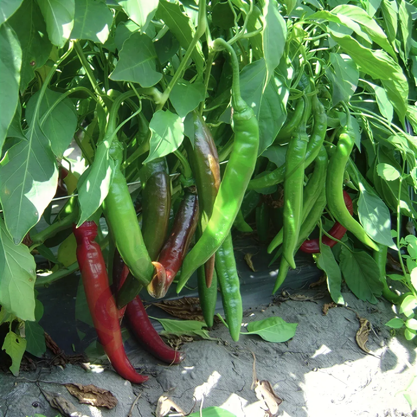 Semințe Ardei Iute ZKI Hiros F1