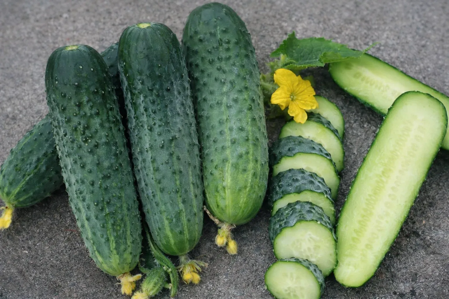 Semințe Castraveți Cornișon Rijk Zwaan Shakthi F1