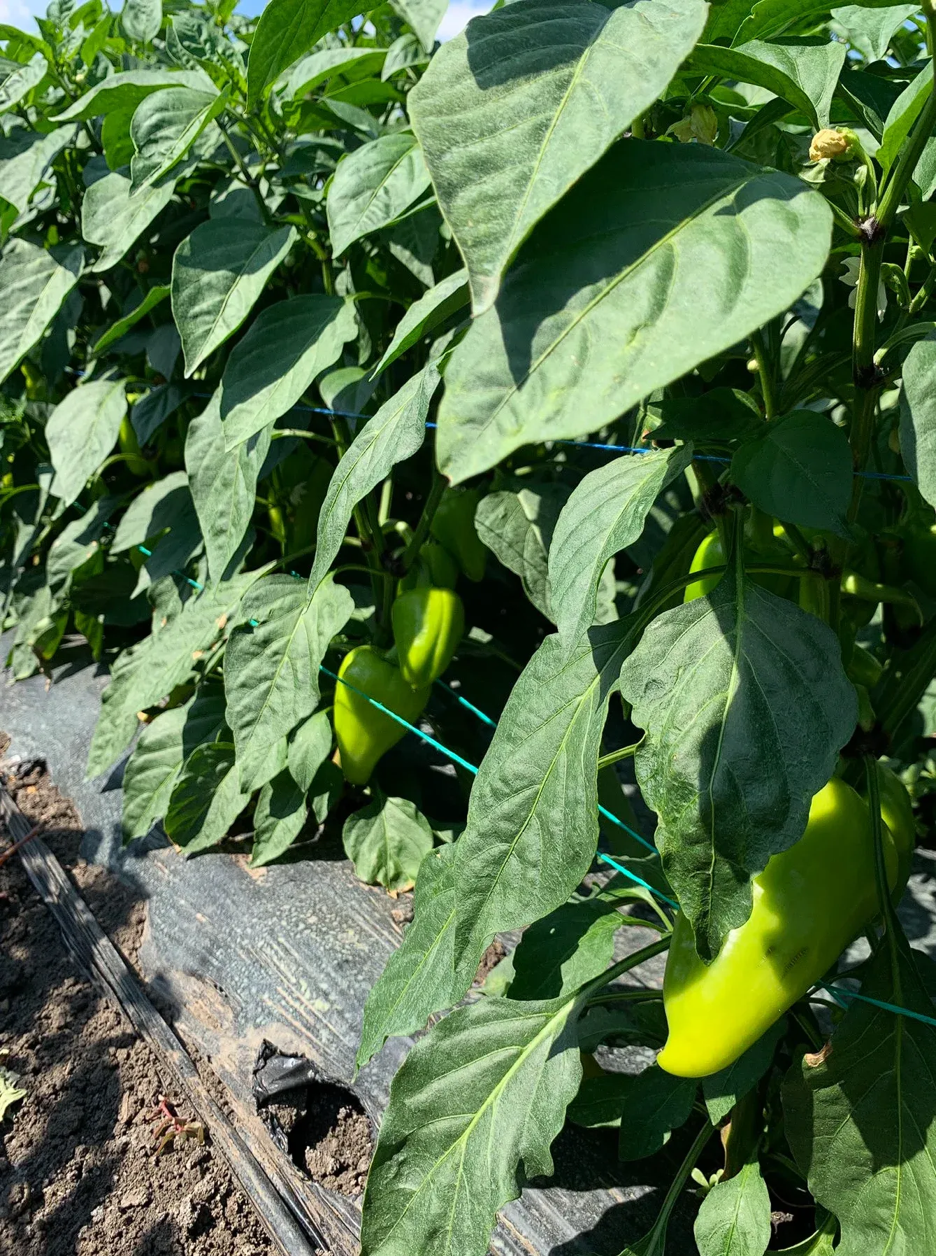 Semințe Ardei Libra Seeds Troian F1