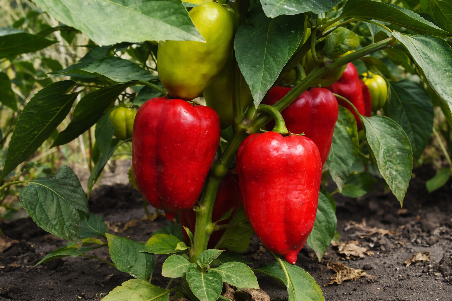 Semințe Ardei Libra Seeds Vulcan F1