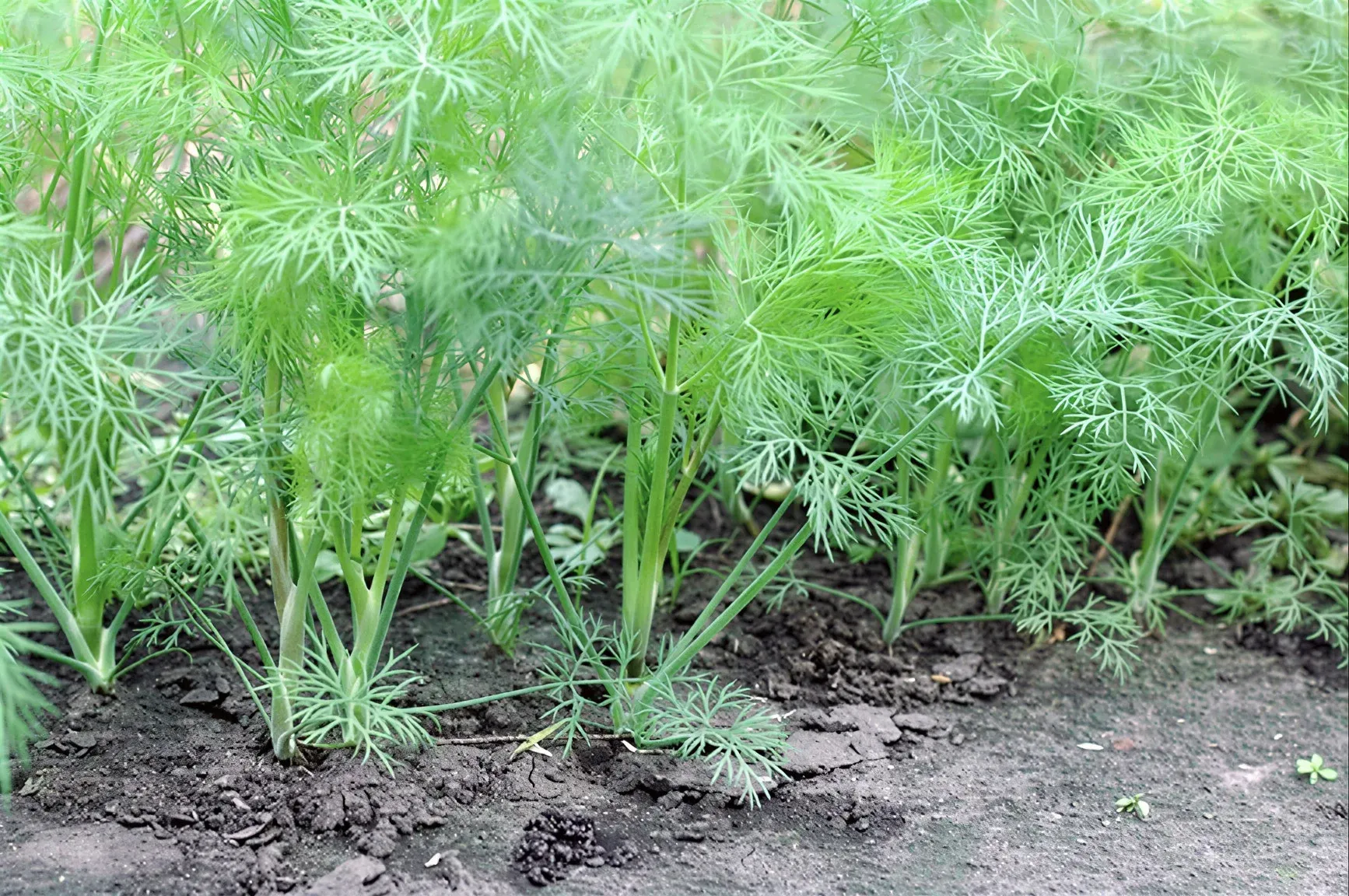 Semințe Mărar Satimex Mammoth