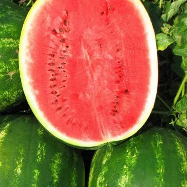 Semințe Pepene Verde Syngenta Topgun F1