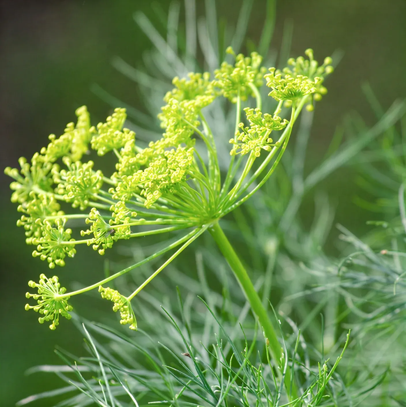 Semințe Mărar Satimex Mammoth