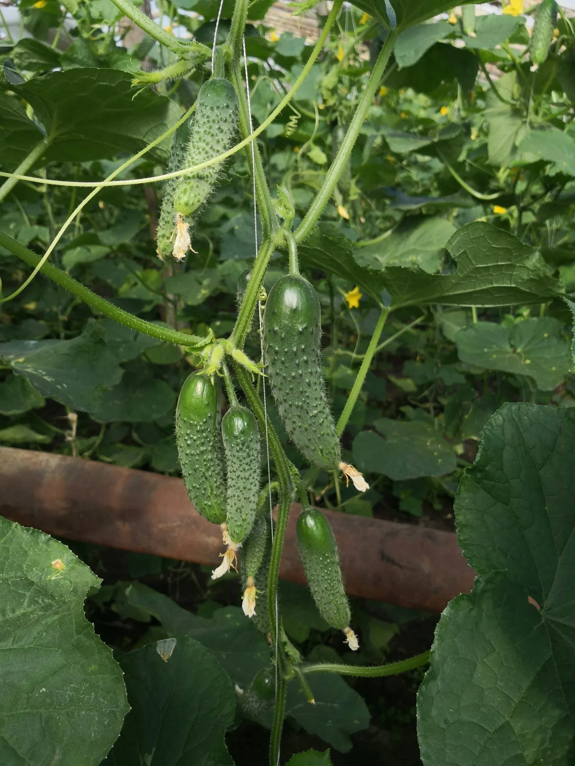 Semințe Castraveți ZKI Cassius F1