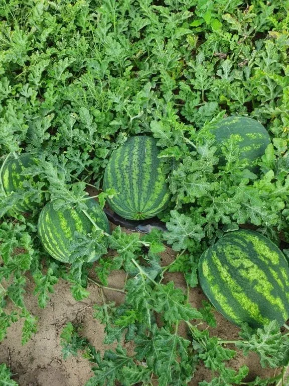 Semințe Pepene Verde ZKI Stabilo F1