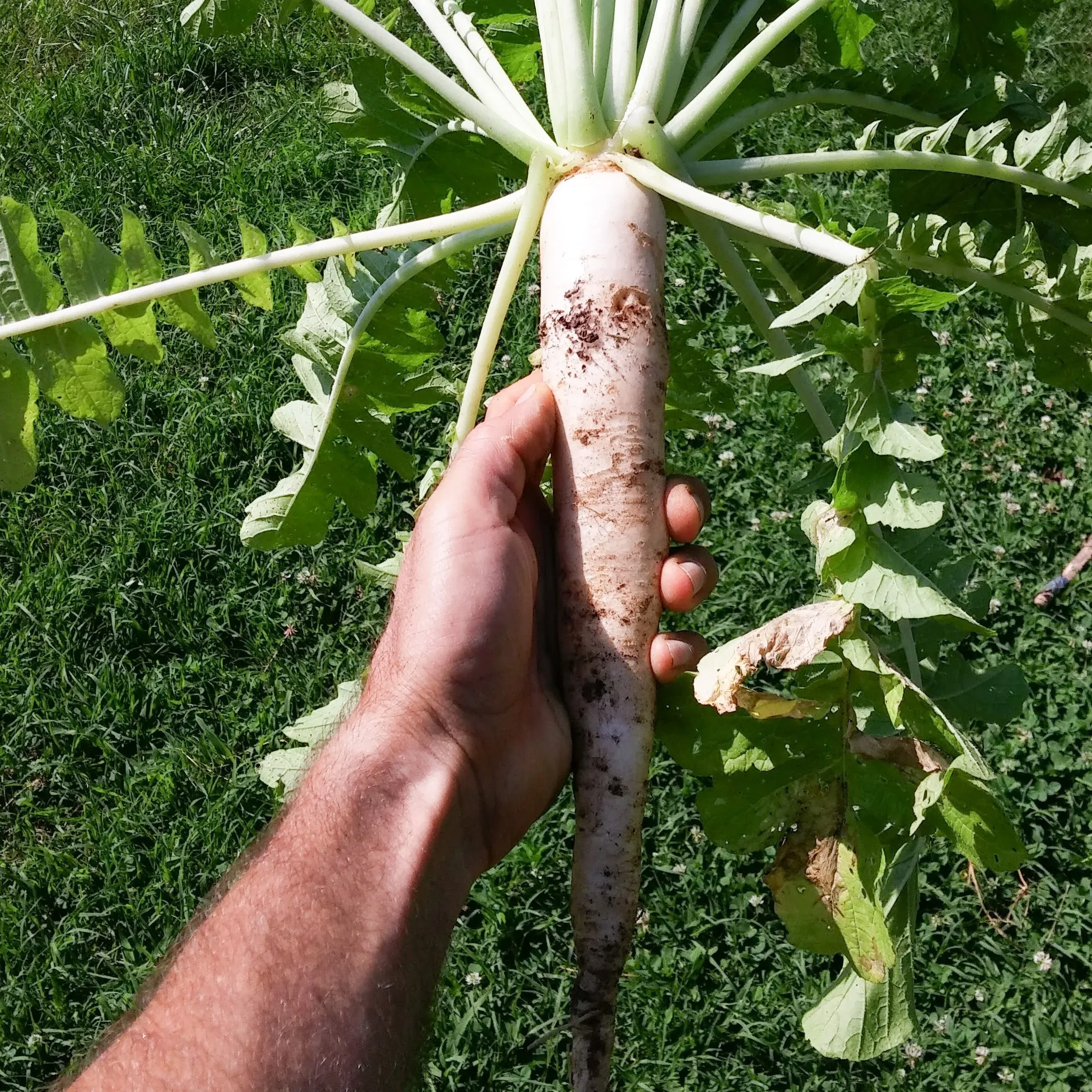 Semințe Ridiche Daikon Satimex Japanese Minowase