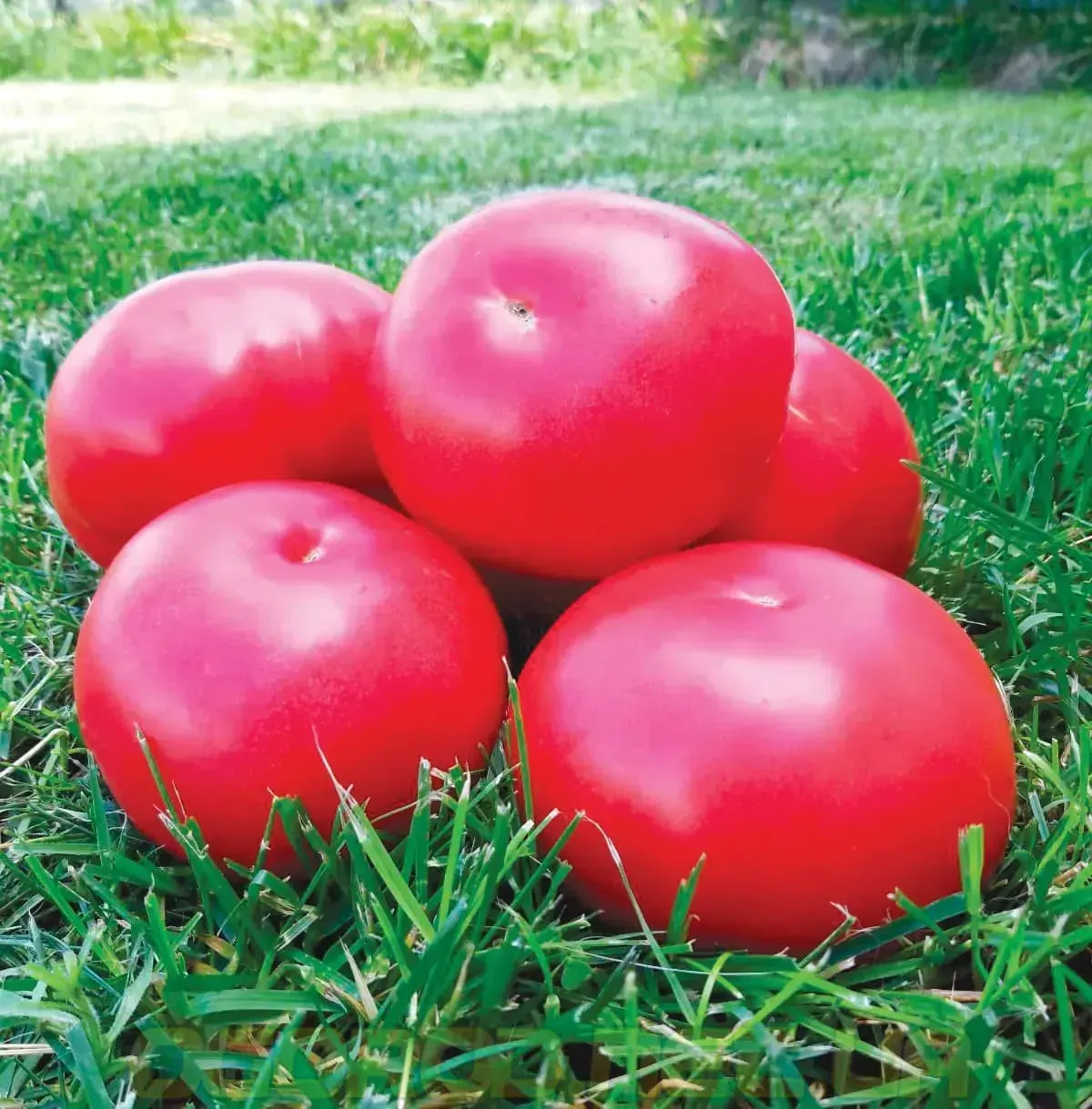 Semințe Tomate Libra Seeds SIM-SIM F1