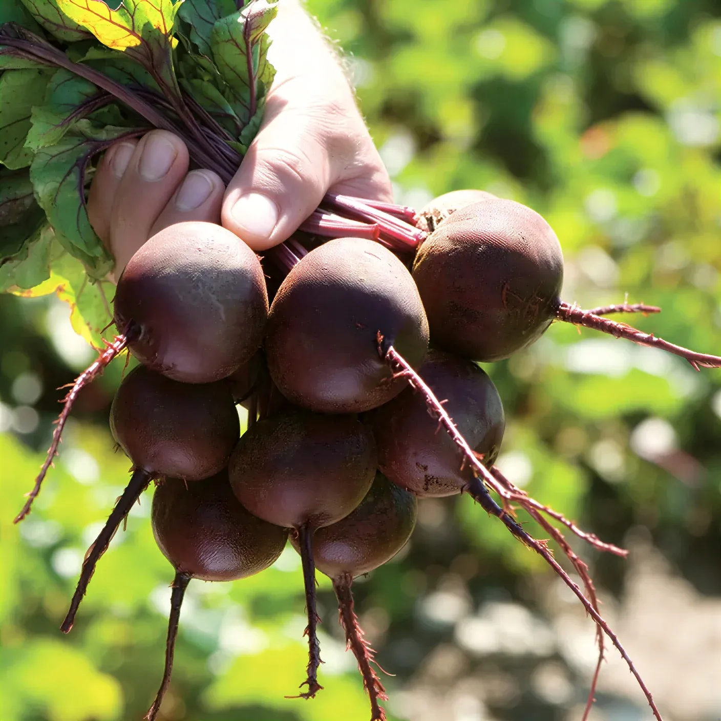 Semințe Sfeclă Roșie Rijk Zwaan Monty F1