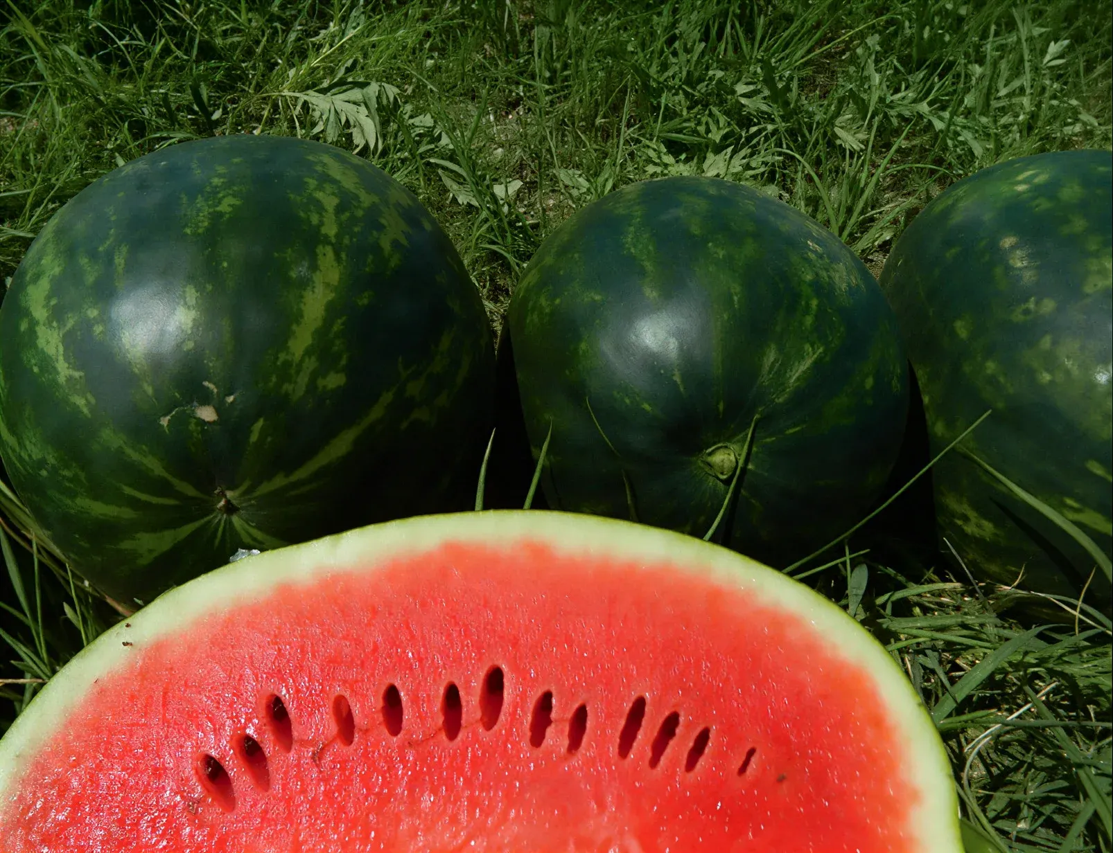 Semințe Pepene Verde Syngenta Karistan F1