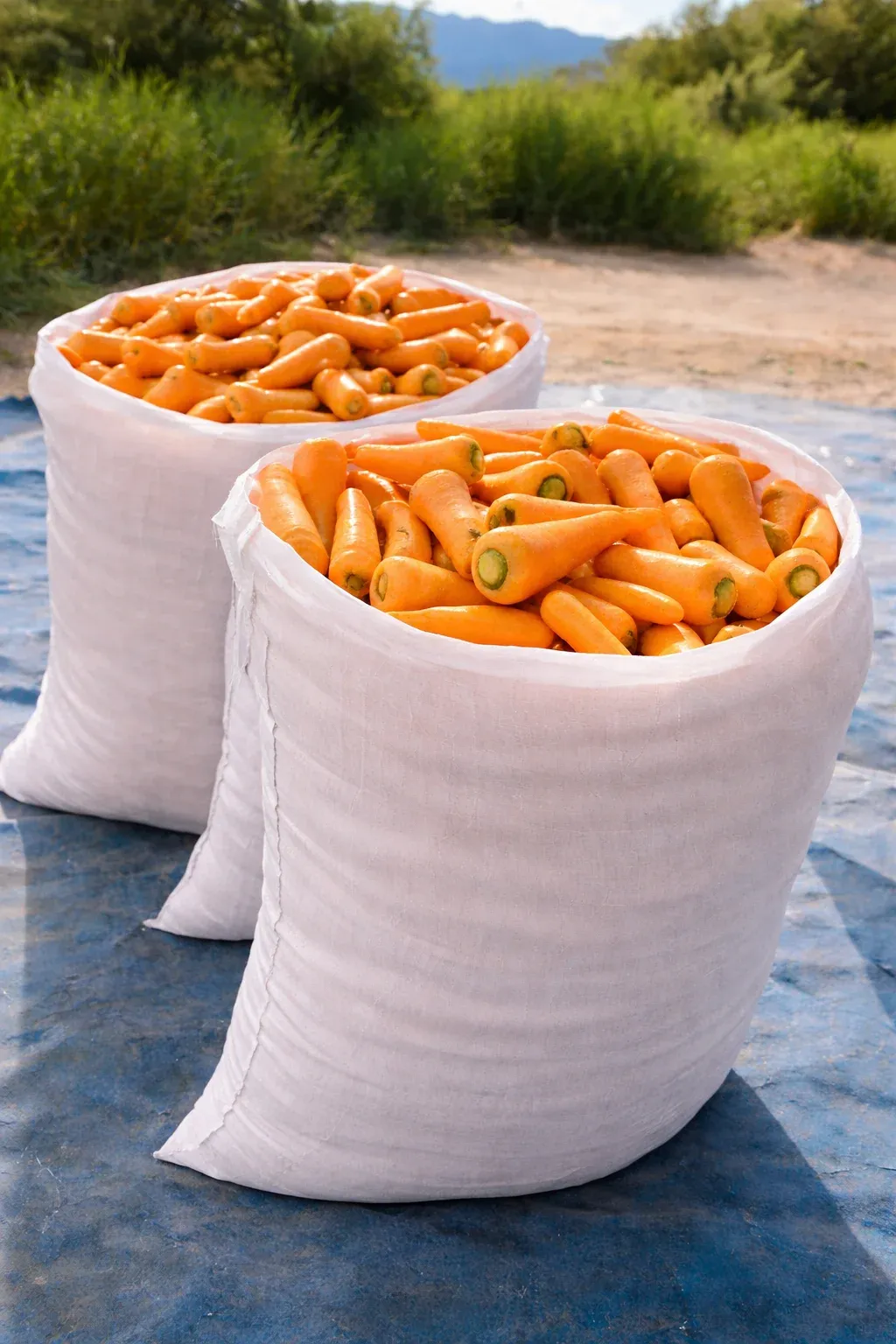 Semințe Morcov Satimex Chantino