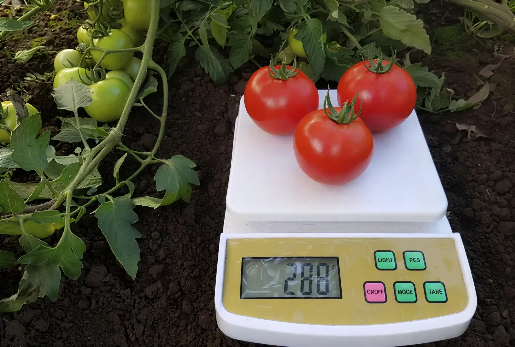 Semințe Tomate Kitano KS 390 F1