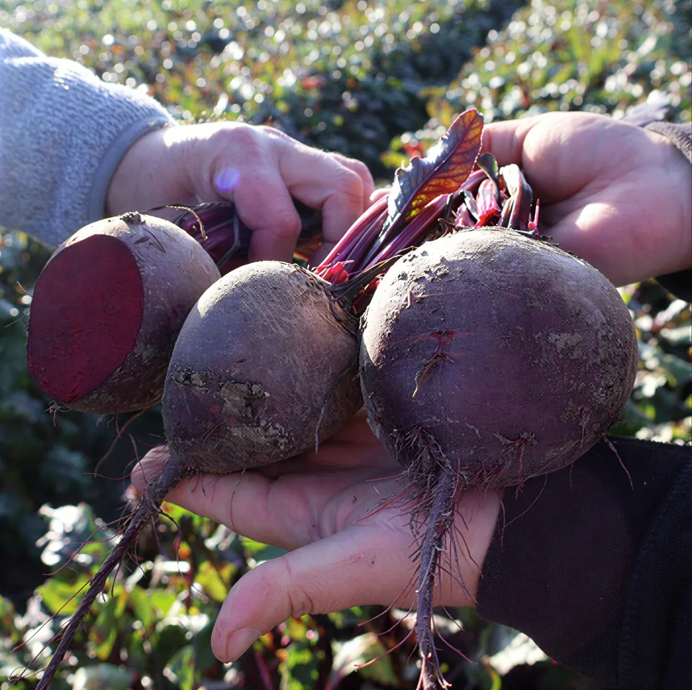 Semințe Sfeclă Roșie Rijk Zwaan Monty F1