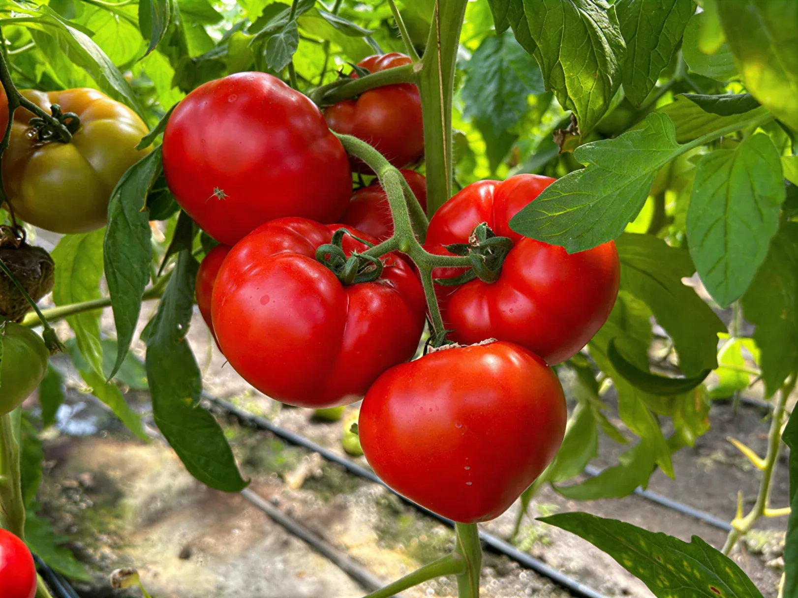 Semințe Tomate ZKI Mobil