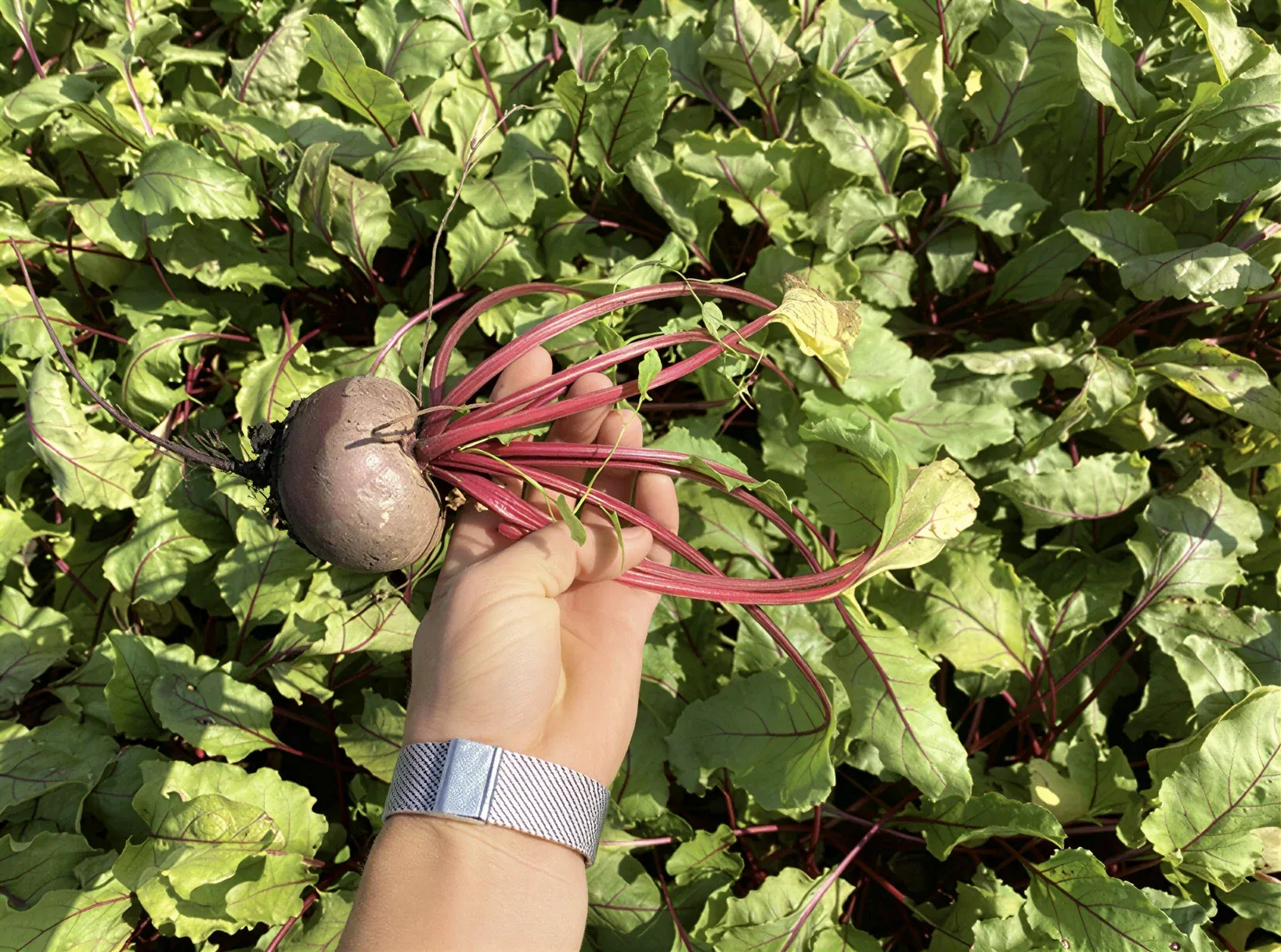 Semințe Sfeclă Roșie Rijk Zwaan Monty F1