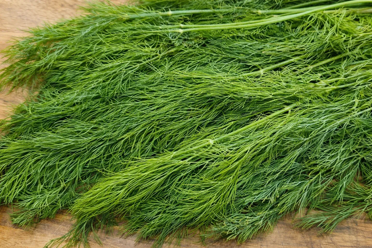 Semințe Mărar Satimex Mammoth