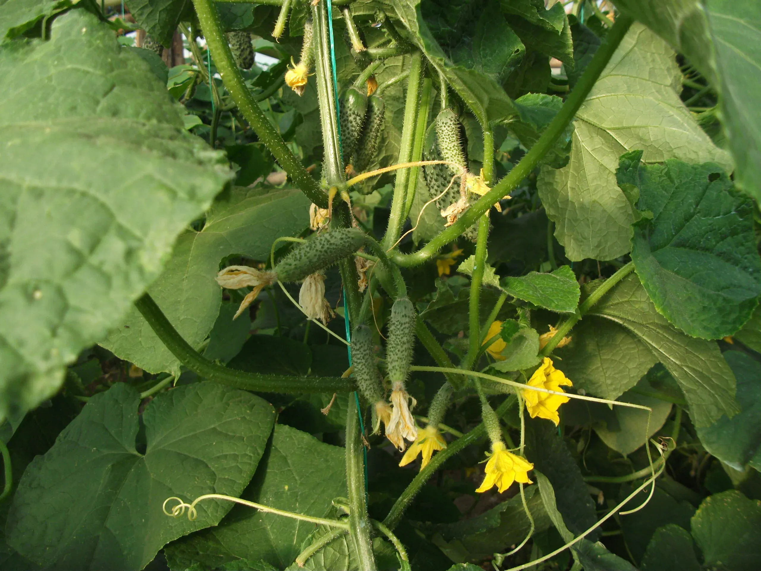 Semințe Castraveți ZKI Cassius F1