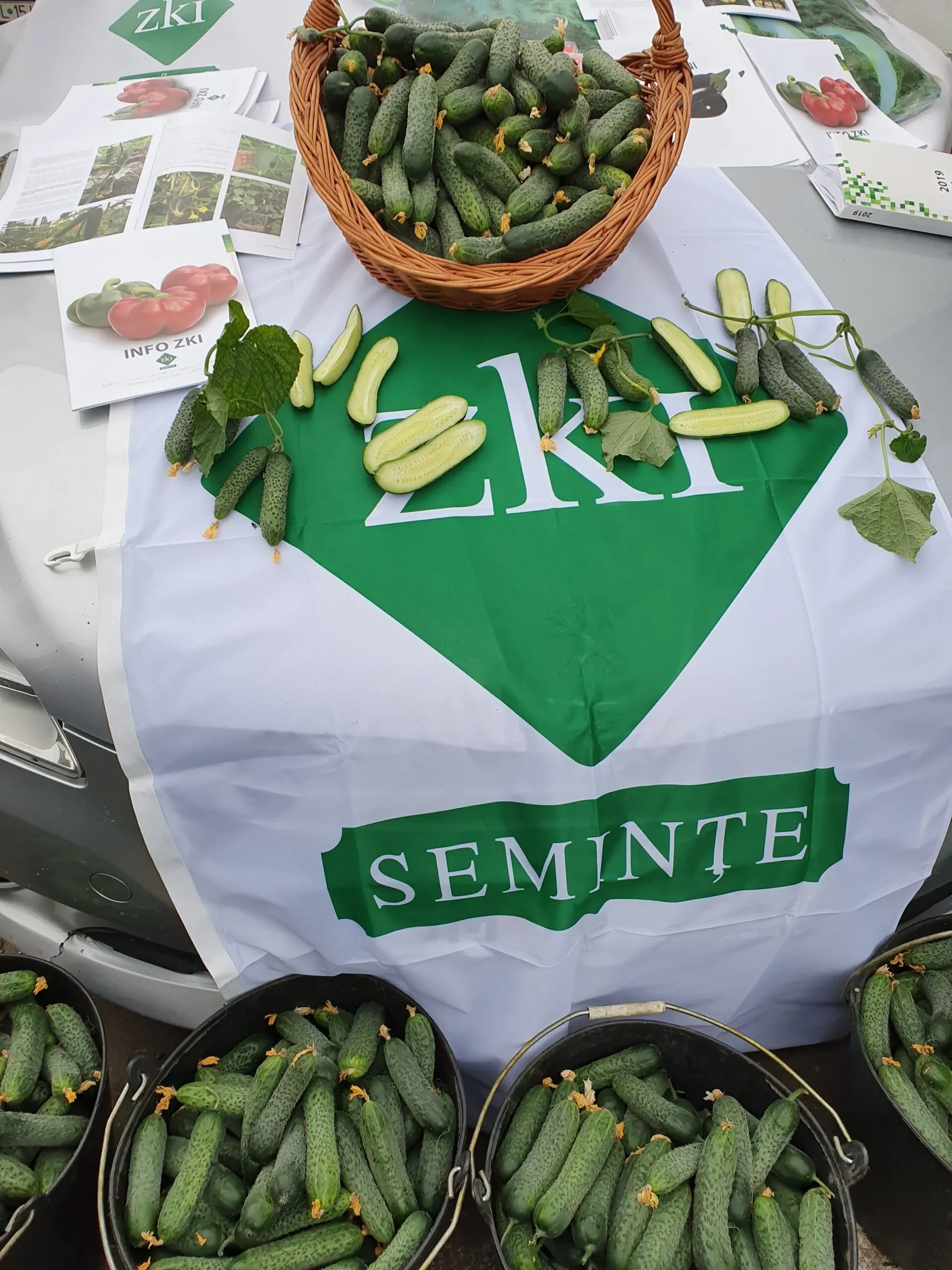 Semințe Castraveți ZKI Cassius F1